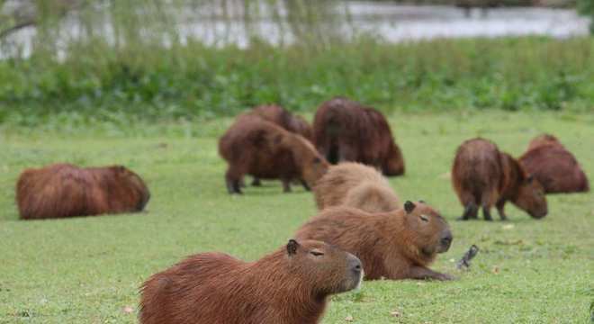 Capivara- Características, habitat, reprodução e curiosidades