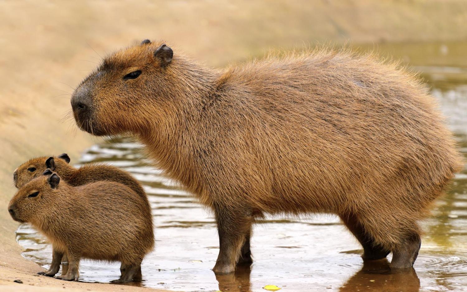 Capivara – Características, habitat, reprodução e curiosidades - Hora 7 -  R7 Segredos do Mundo