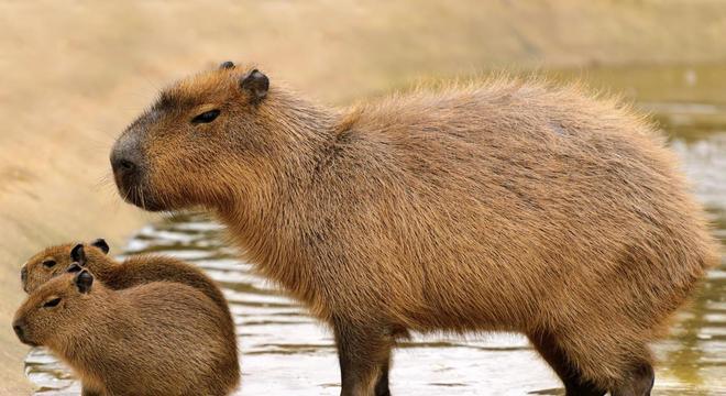 Capivara- Características, habitat, reprodução e curiosidades