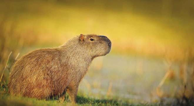 Capivara- Características, habitat, reprodução e curiosidades