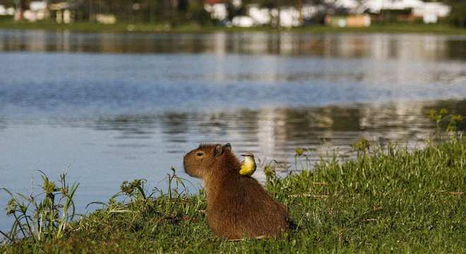 Capivara- Características, habitat, reprodução e curiosidades