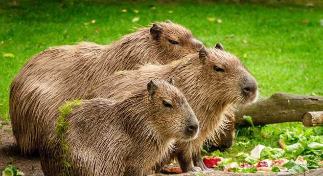 Capivara- Características, habitat, reprodução e curiosidades