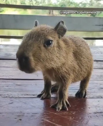 Influencer Agenor Tupinambá nega usar capivara Filó para ganhar dinheiro