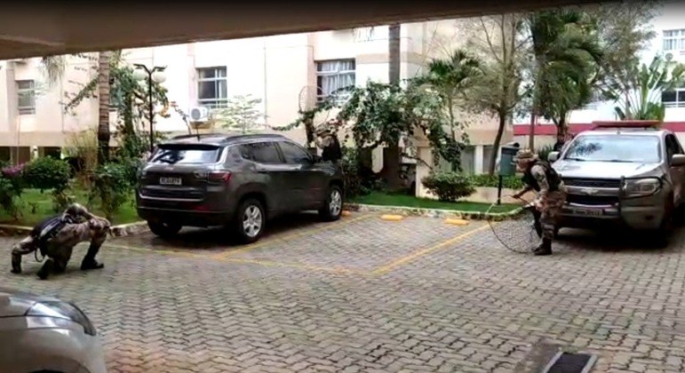 Os policiais procuraram a capivara entre os carros, após o bicho se esconder
