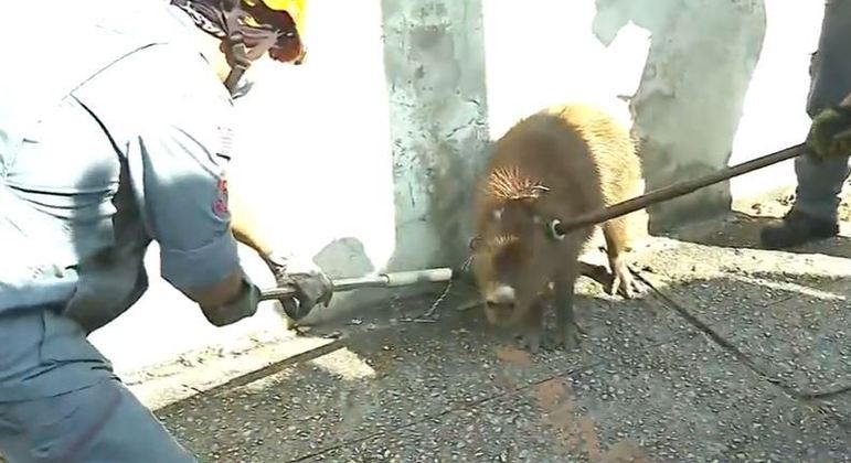 Homem é autuado após abate de capivara no Tietê