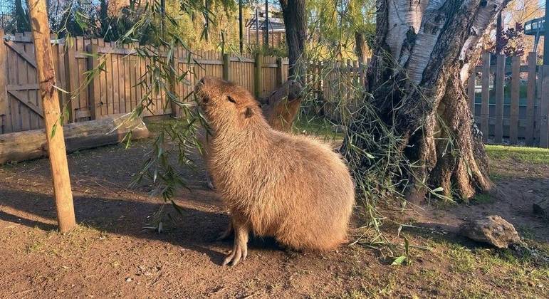 Homem encontra rato do tamanho de um cachorro no quintal de casa, na  Inglaterra - Mundo - Extra Online