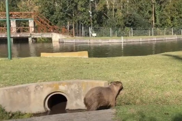 Capivara de quase 70 kg é capturada em condomínio de Jundiaí