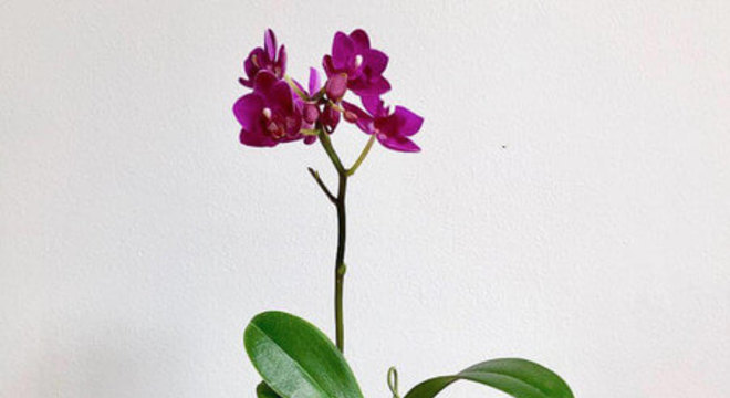  Capriche na escolha do vaso da sua mini orquídea