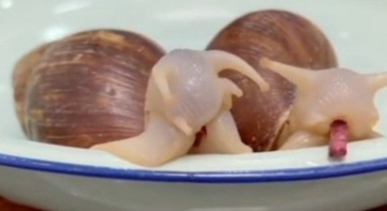 Eles até parecem fofos vistos por esse ângulo