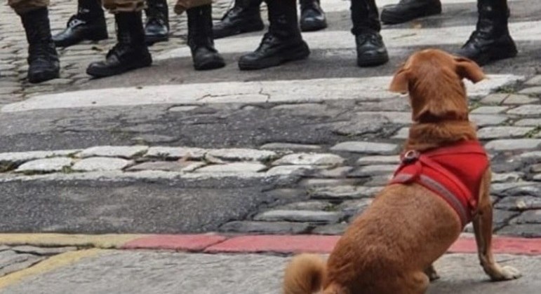 Dia Mundial do Cão: conheça os vira-latas caramelo mais famosos das redes  sociais - Fotos - R7 RPet