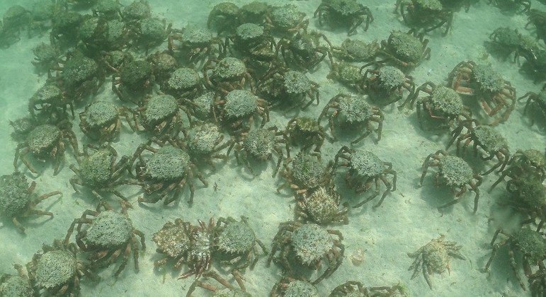 Registro feita por fotógrafa marinha dos carangueijos na praia
