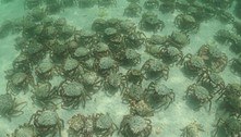 Milhares de caranguejos venenosos invadem praia e disputam espaço com banhistas