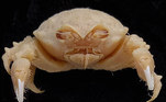 A espécie catalogada (que pode ser vista acima sem a proteção das esponjas) foi chamada Lamarckdromia beagleLEIA MAIS: Essa pequena víbora é considerada a cobra mais mortal do mundo