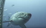 O tubarão-branco acima é provavelmente o representante da espécie mais maltratado do planeta