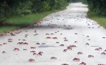 Mais de 50 milhões de caranguejos-vermelhos, canibais, começaram sua famosa caminhada desenfreada rumo ao oceano