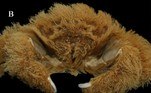 Cientistas descobriram recentemente uma nova espécie de caranguejo que é capaz de criar algo que se parece com um casaco de pelos, provavelmente para se camuflar de predadores. O animal habita águas rasas da região ocidental da Austrália e usa esponjas vivas para montar essa camada estranha