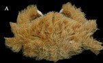 Andrew Hosie, que recebeu um exemplar da espécie de um banhista, explicou que apenas a aparência do animal é assustadora. Na verdade, o pesquisador — curador das coleções de crustáceos e vermes do Western Australian Museum — disse que o animal é muito 'fofo'