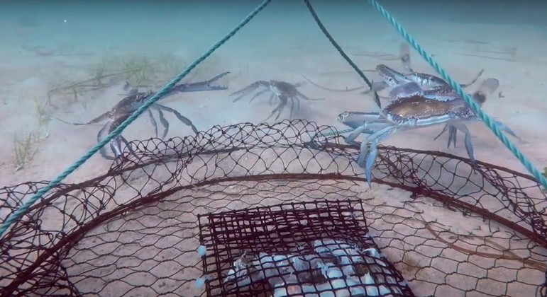 Pescador instala câmera submarina e revela a vida frenética dos caranguejos  - Hora 7 - R7 Hora 7