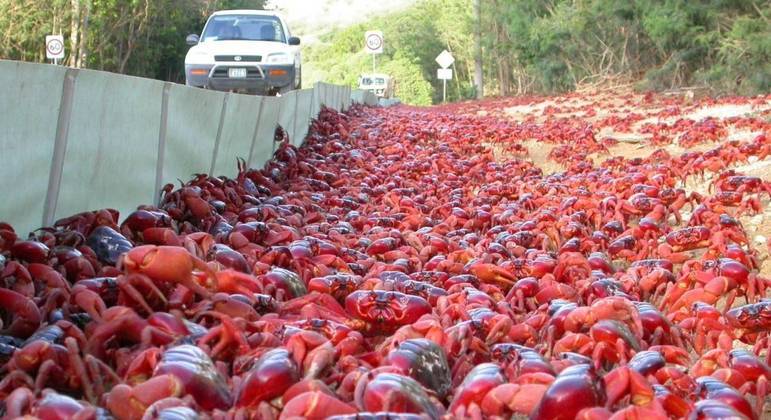 Estradas da região podem ser fechadas a qualquer momento para a passagem dos caranguejos