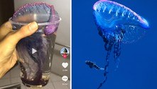 Drinque fatal: um maluco colocou uma criatura marinha muito venenosa dentro de um copo 