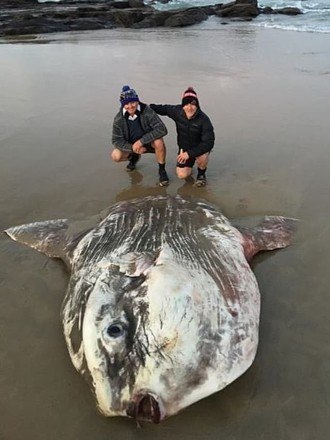 Peixe-lua de quase 3 toneladas quebra recorde de peixe ósseo mais pesado do  mundo