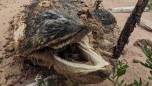 Carcaça medonha de animal marinho deixa família aterrorizada: 'Coisa de pesadelo' 