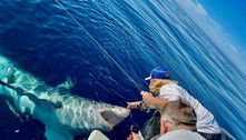 Cena insana! Tubarão tenta destruir barco e acaba ganhando carinho