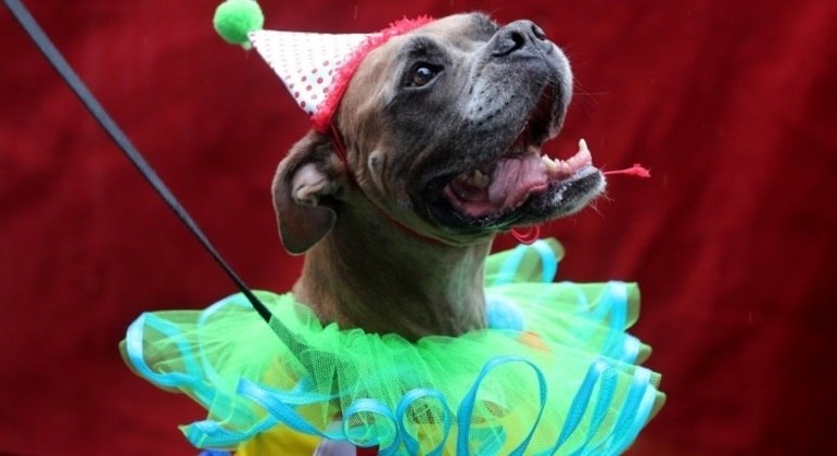 Como a patrulha do idioma vai nos obrigar a classificar os cães gays: 'cachorres' ou 'cadelus'?