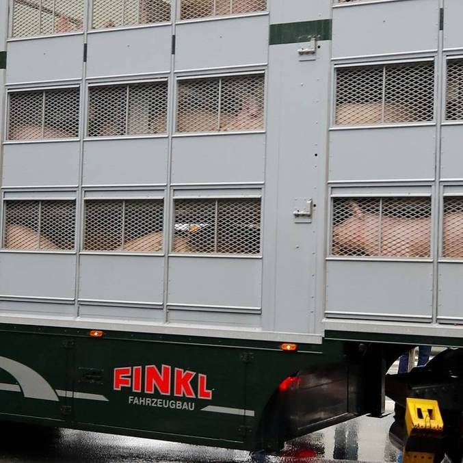 Brasil deve ampliar venda de carne suína a outros mercados, como Canadá