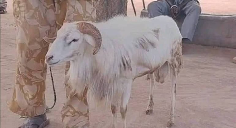 Este animal foi preso por assassinar uma mulher