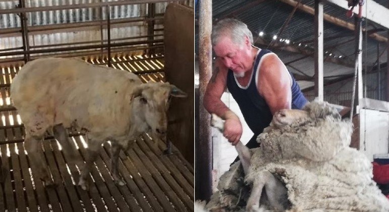 Carneiro foi resgatado com 22,2 kg de lã após sete selvagens anos
