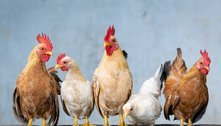 Preço do frango sobe quatro vezes mais que a inflação em 2021