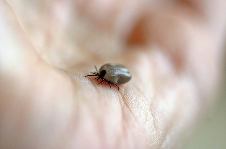 Doença é transmitida por carrapatos