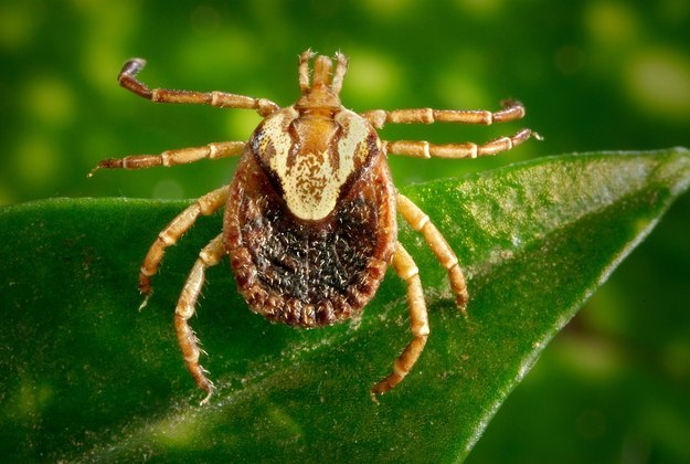 A febre maculosa brasileira matou no ano passado em todo o Brasil, em média, quatro em cada dez pessoas que foram diagnosticadas com a doença. Agora, um surto no interior de São Paulo chama atenção mais uma vez para uma infecção que tem cura, mas que precisa ser identificada rapidamente