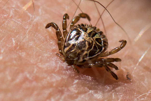 O vetor de transmissão é o carrapato-estrela. Porém, apenas 1% deles é infectado com a bactéria causadora da febre maculosa brasileira, a Rickettsia rickettsii