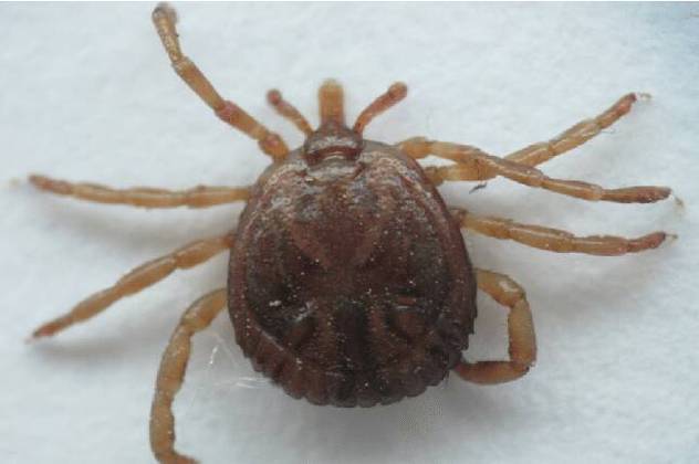 Mas o que fazer se encontrar um carrapato-estrela na pele? Ele precisa permanecer por um per&iacute;odo de pelo menos quatro horas para transmitir a doen&ccedil;a. &Eacute; preciso remov&ecirc;-lo com uma pin&ccedil;a e nunca amass&aacute;-lo. Ainda assim, em caso de febre nos 15 dias seguintes ao contato, deve-se procurar um m&eacute;dico e relatar o ocorrido. O tratamento com antibi&oacute;tico feito nas primeiras 72 horas do in&iacute;cio dos sintomas &eacute; o ideal. Ap&oacute;s esse per&iacute;odo, a febre maculosa entra em uma fase grave