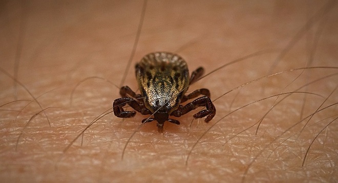 DoenÃ§a Ã© transmitida por carrapatos e sintomas aparecem rapidamente
