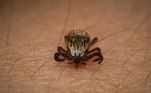 carrapato que transmite febre maculosa