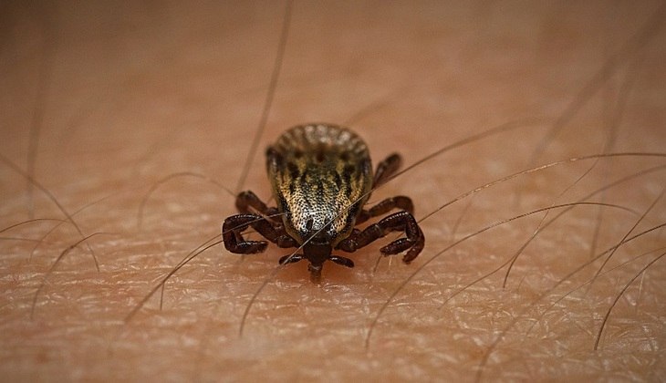 carrapato que transmite febre maculosa