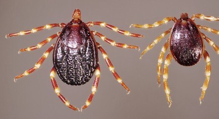 Carrapato Hyalomma é o vetor de transmissão da doença