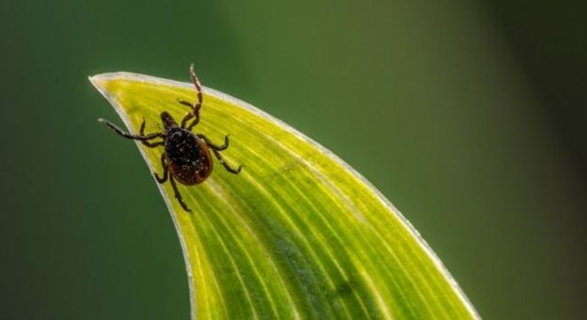Os carrapatos passam parte de seu tempo em um organismo hospedeiro e o restante no meio ambiente
