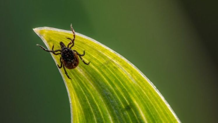Os carrapatos passam parte de seu tempo em um organismo hospedeiro e o restante no meio ambiente