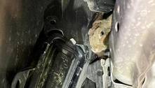 Coelho preso em motor de carro é descoberto por mecânico durante manutenção do veículo
