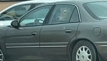 Carro para em lanchonete, com vaca e bezerros no banco de trás 