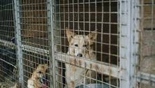 Verdade: a temida carrocinha de cachorros existiu no Brasil