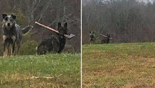 Desafio profissional! Carteiro flagra cão com machado entre os dentes