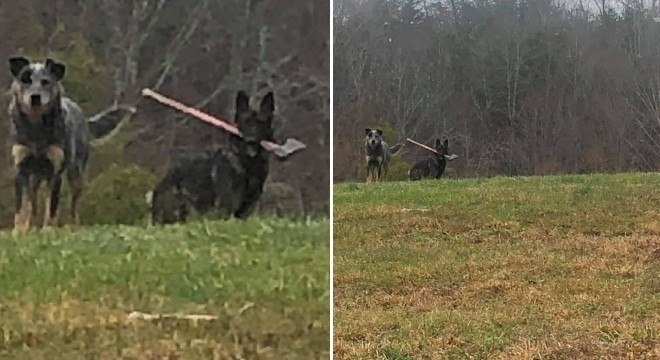 Carteiro flagra flagrou cão com machado na boca em cidade do Kentucky (EUA)
