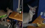 Um casal de campistas foi acordado por um canguru comendo banana às 3h da manhã, em um acampamento na região de Arrawarra Headland, na Austrália