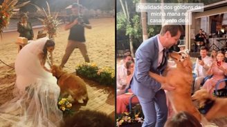 Goldens retrievers roubam a cena em casamento; veja (Goldens retrievers roubam a cena em casamento e curtem cerimônia de forma inusitada)