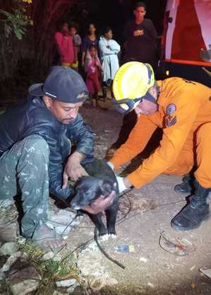 Animal fica ferido em incêndio.
